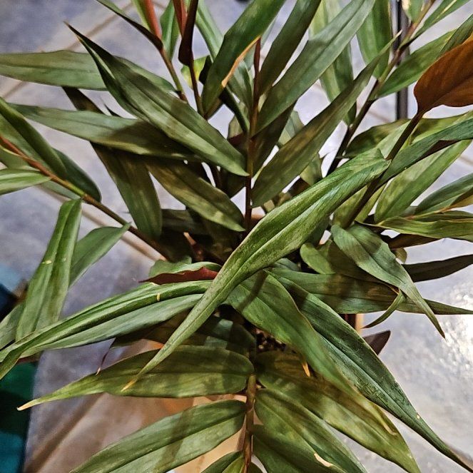 Photo of the plant species Alpinia by @MeekEgeriadensa named Forrest on Greg, the plant care app