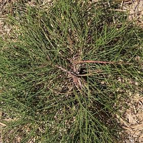 Photo of the plant species Cousin It Plant by @PeppyRedpalulu named Mollie on Greg, the plant care app