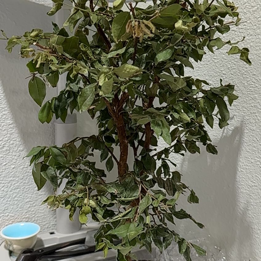 Plant care for Camu Camu on Greg, the plant care app
