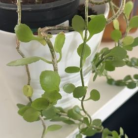Photo of the plant species Kalanchoe by @ToughSpanishfir named Ronaldo on Greg, the plant care app