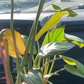 Photo of the plant species Philodendron 'Summer Glory' by @BackupIvygourd named Harmony on Greg, the plant care app