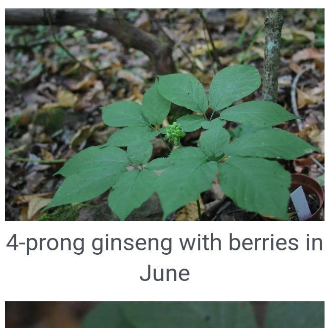 Photo of the plant species American Ginseng by @AngelCigartree named Sherlock on Greg, the plant care app