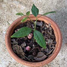 Photo of the plant species Longan by @RootedTeatree named Rihanna on Greg, the plant care app