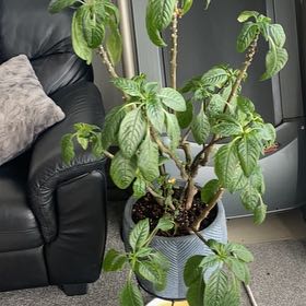 Photo of the plant species Parrot Impatiens by @AdaptableNeslia named Prince on Greg, the plant care app