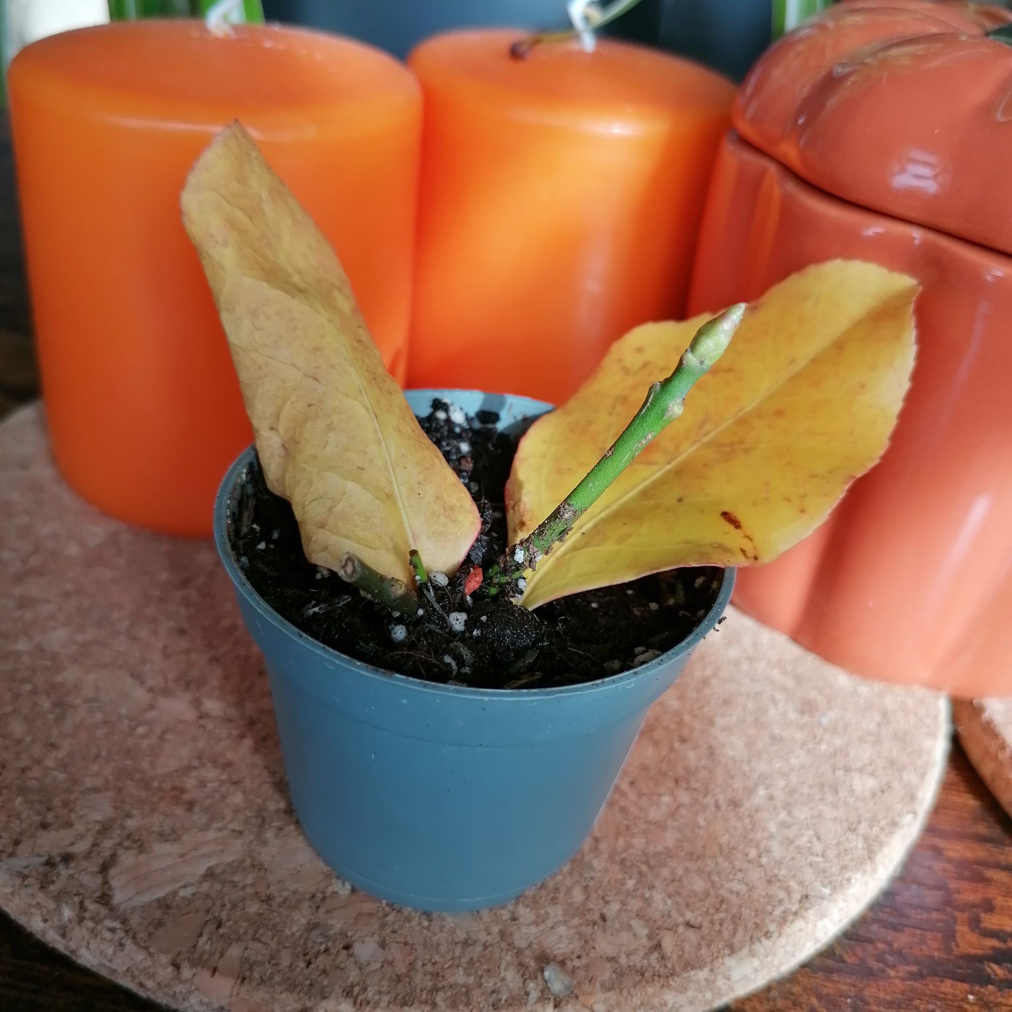 Plant care for Ailanthus-like Prickly Ash on Greg, the plant care app