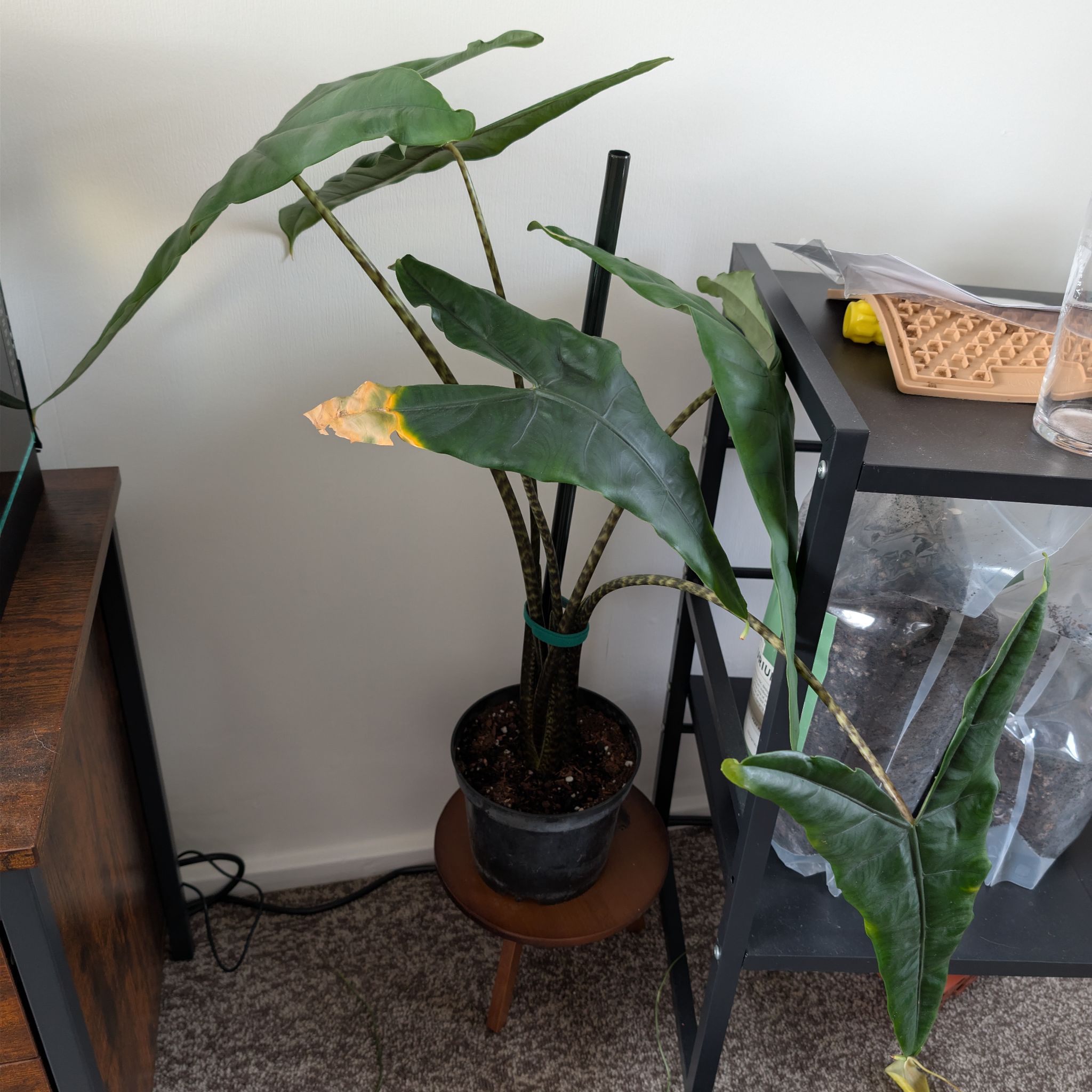 Photo of the plant species Alocasia tigrina by @PlantPeach named Tig on Greg, the plant care app