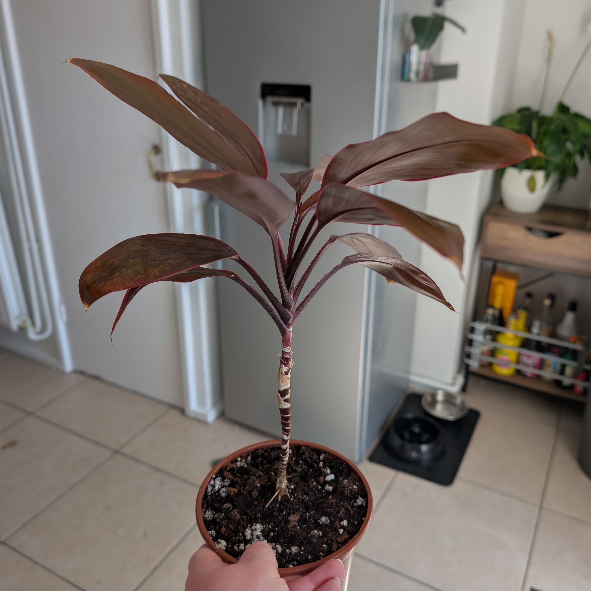Photo of the plant species Cordyline 'Tango' by @PlantPeach named Sian on Greg, the plant care app