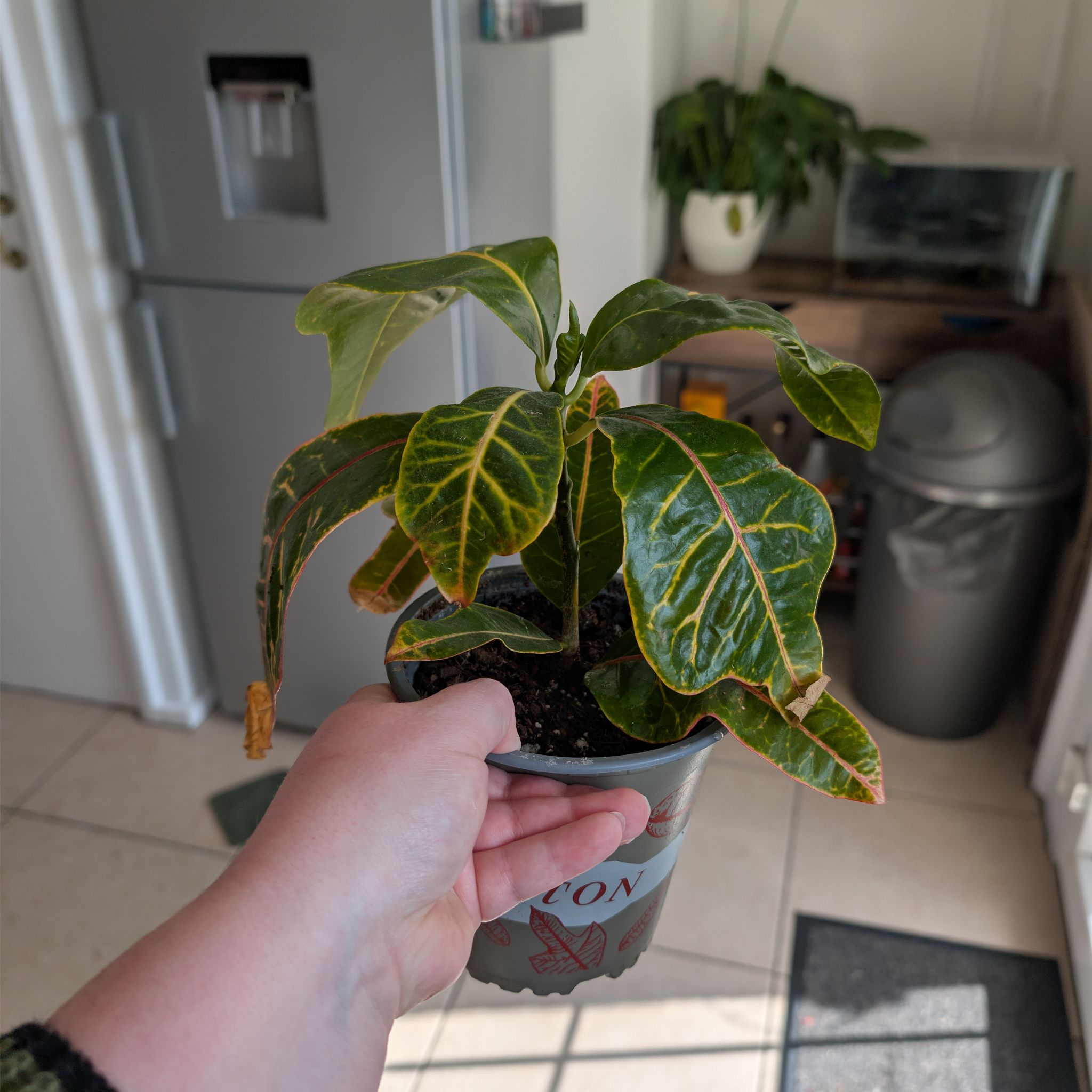 Photo of the plant species Croton 'Excellent' by @PlantPeach named Mary on Greg, the plant care app