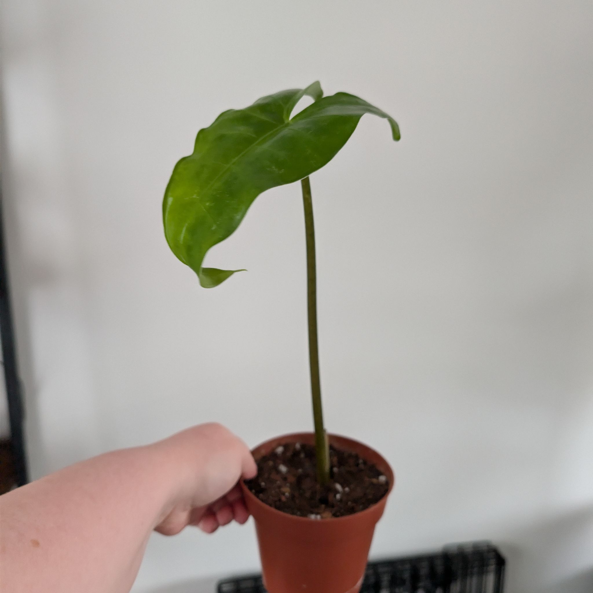 Photo of the plant species alocasia black zebrina by @PlantPeach named Black Zebrina on Greg, the plant care app