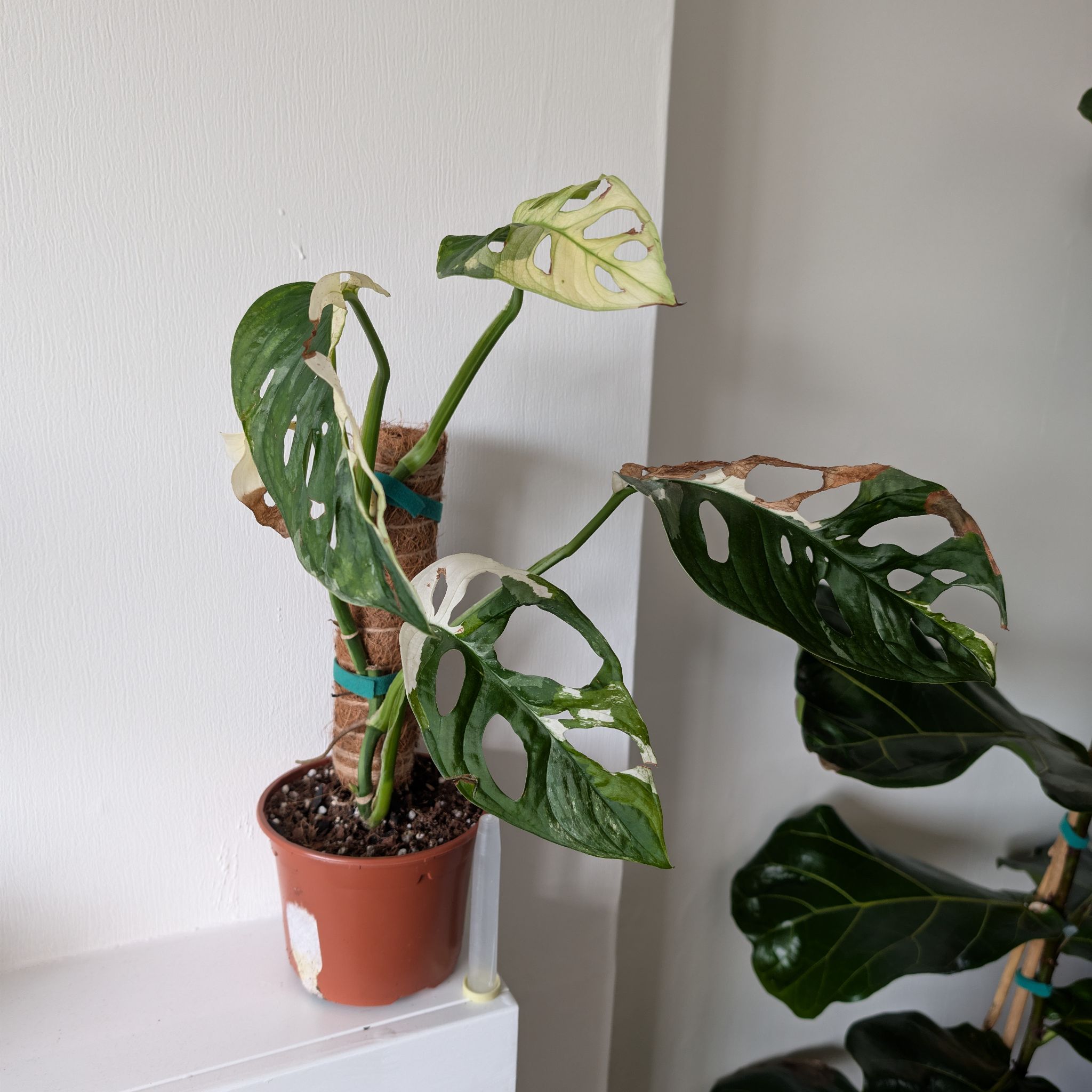 Photo of the plant species Monstera Adonsonii by @PlantPeach named Monstera Adonsonii Albo on Greg, the plant care app