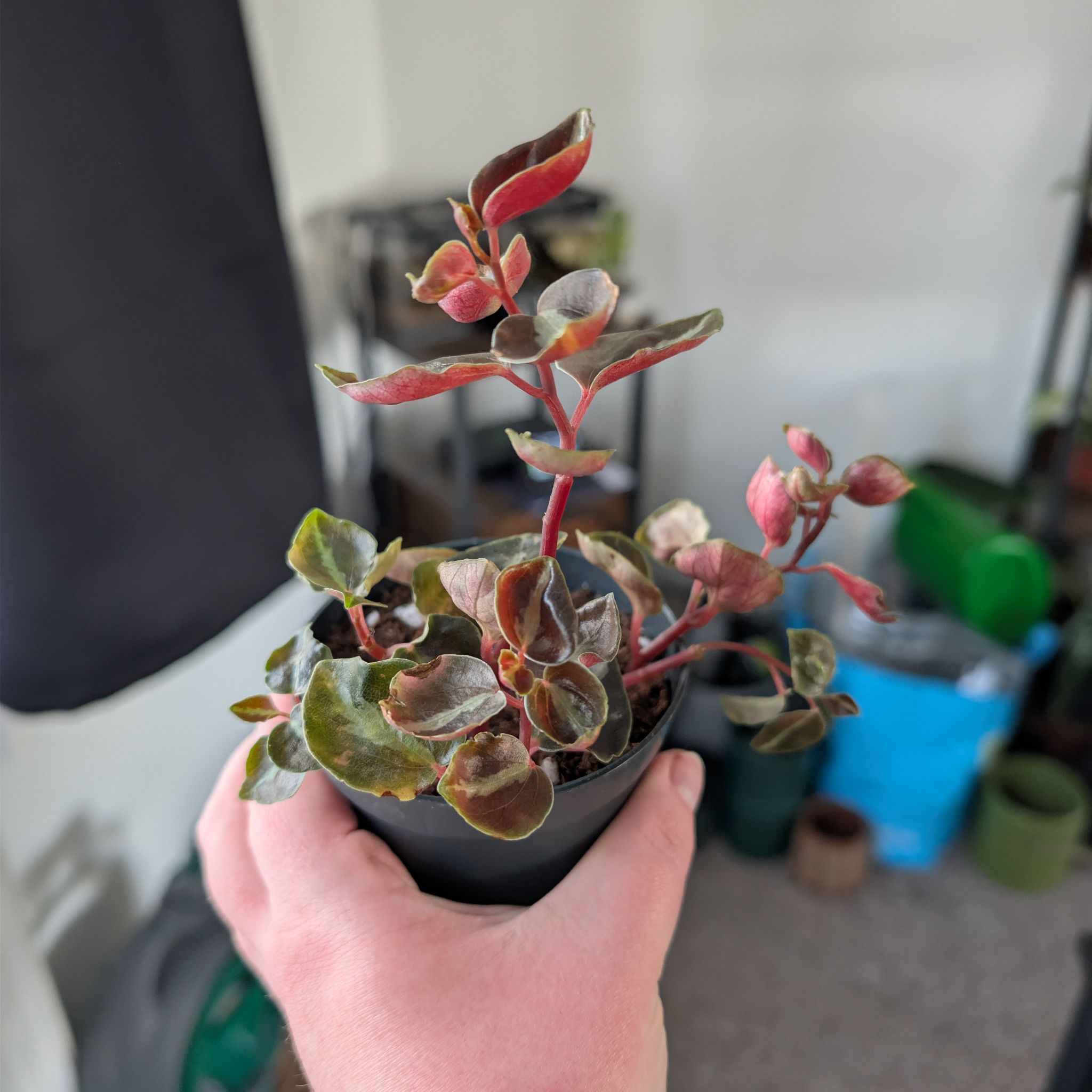 Photo of the plant species Peperomia caperata 'Creme Brulee' by @PlantPeach named Peperomia creme brulee on Greg, the plant care app