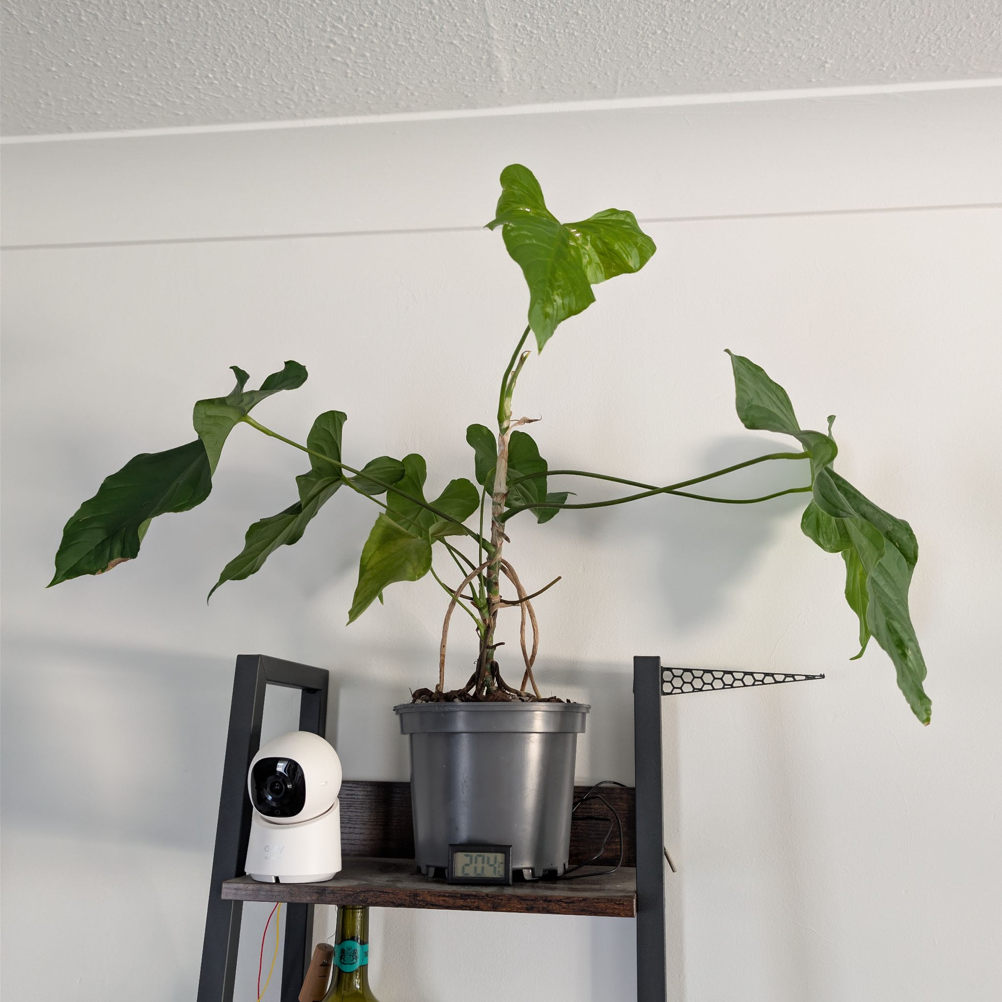 Photo of the plant species Anthurium by @PlantPeach named Anthurium Balaoanum on Greg, the plant care app