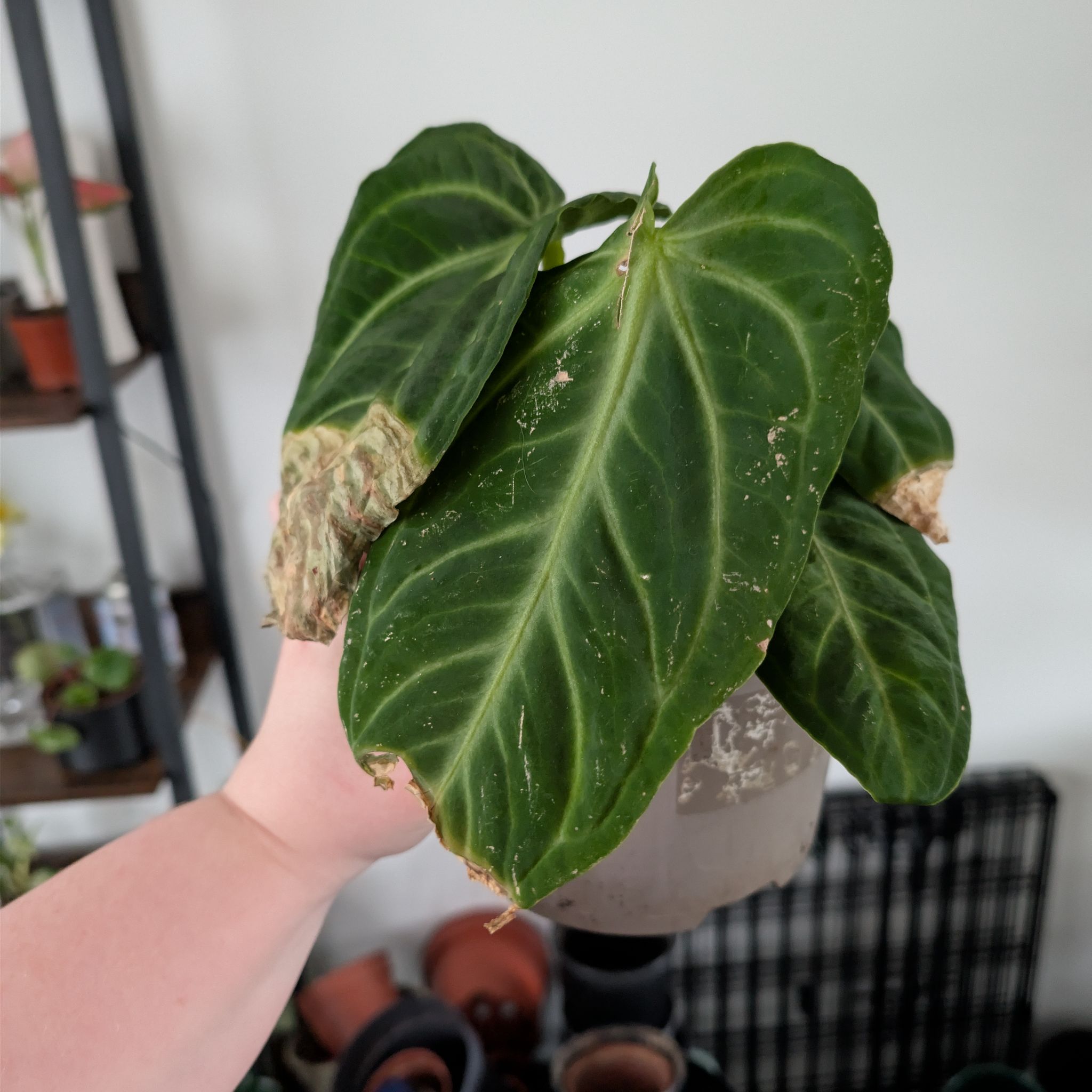 Photo of the plant species Anthurium ‘Villenaorum’ by @PlantPeach named Anthurium Villenaorum on Greg, the plant care app