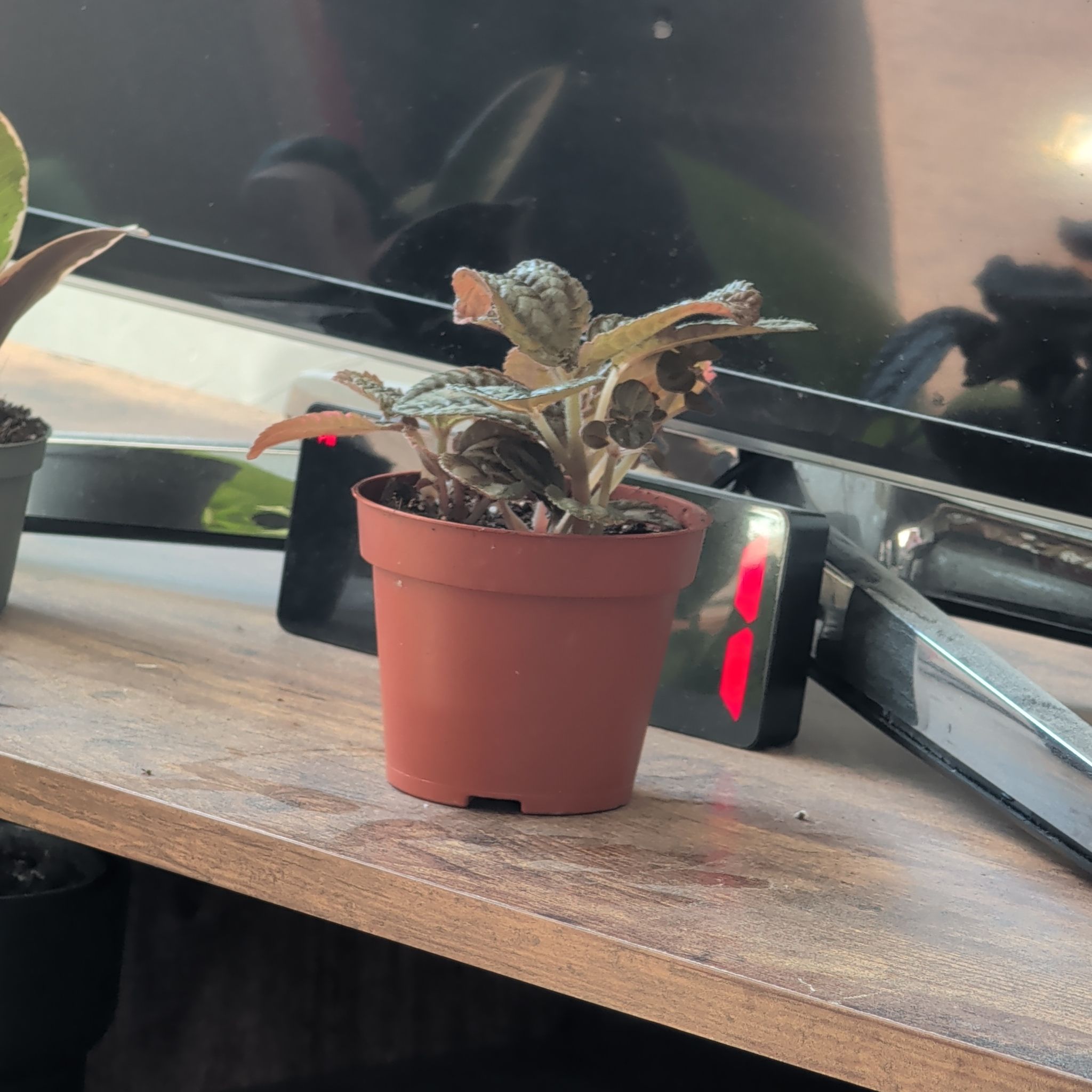 Photo of the plant species Pilea involucrata 'Norfolk' by @PlantPeach named Toby on Greg, the plant care app