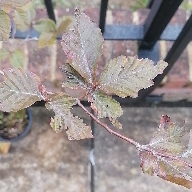 Gobi A plant by PropitiousBasil on Greg