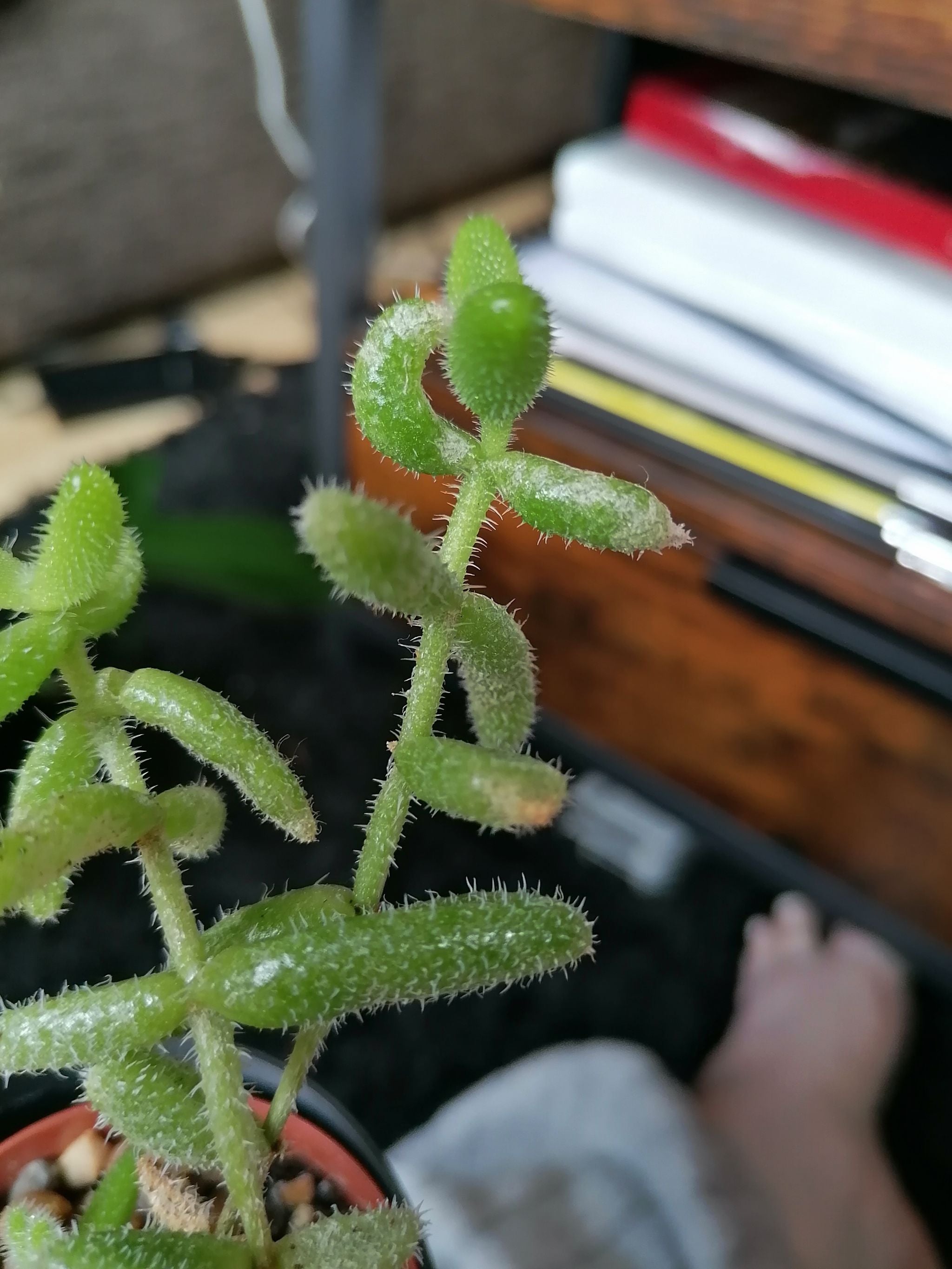 What to Do About Black Spots on Your Pickle Cactus 🥒