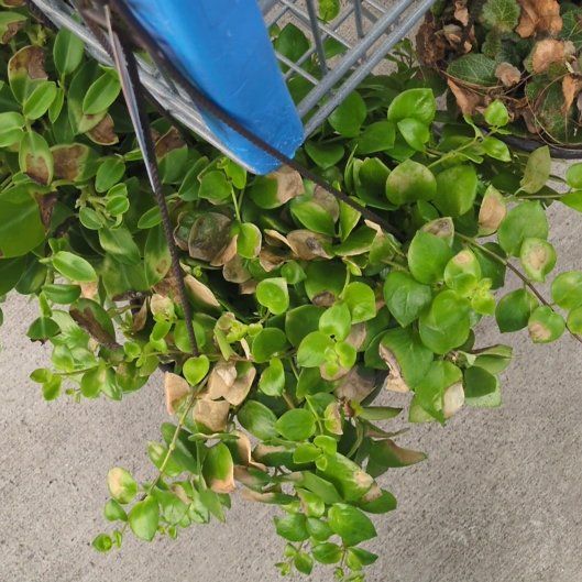 Photo of the plant species Variegated Mini Lipstick Plant by @KeyRosydewplant named Mando on Greg, the plant care app