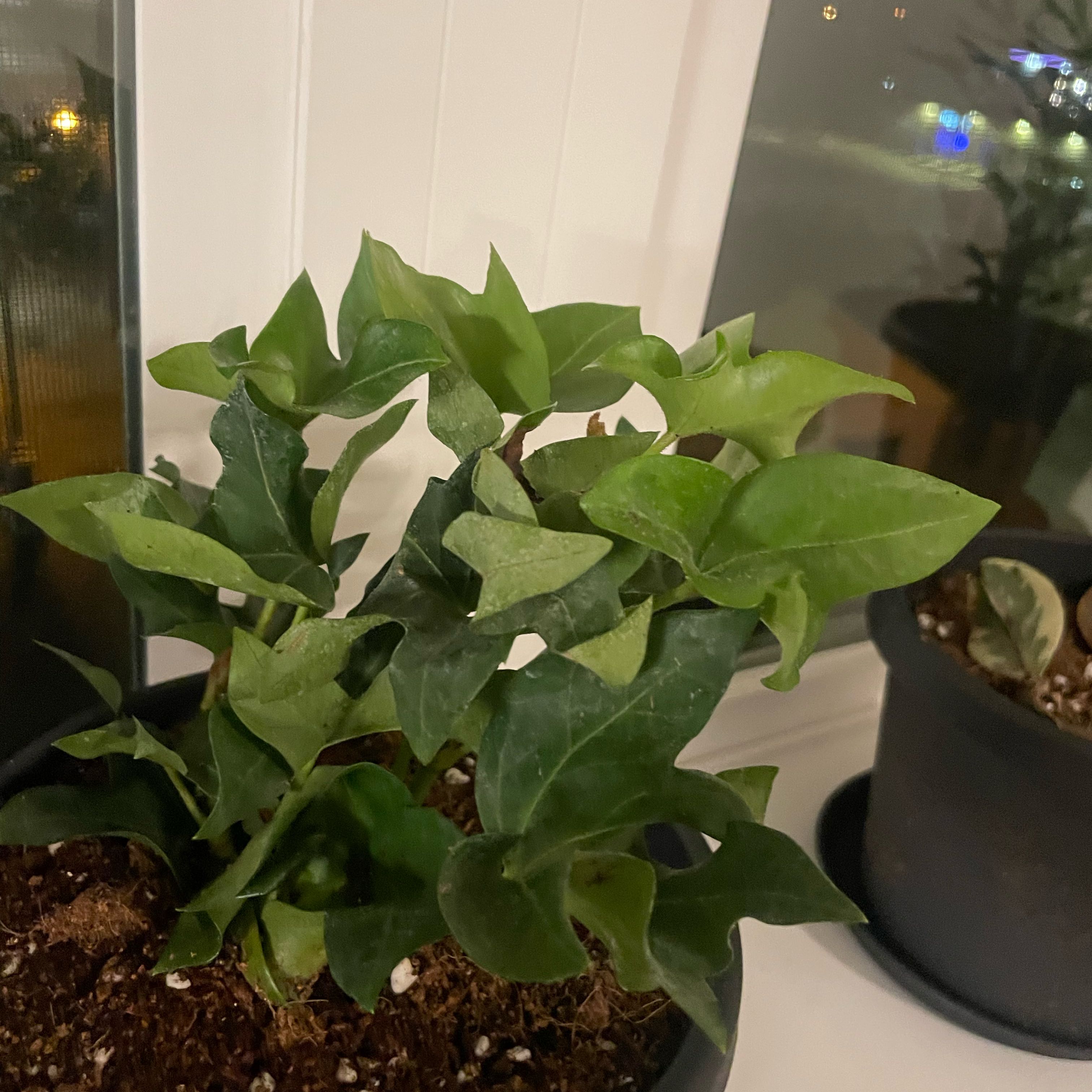 Photo of the plant species Ivy Tree by @HighclassMoss named Baesil on Greg, the plant care app