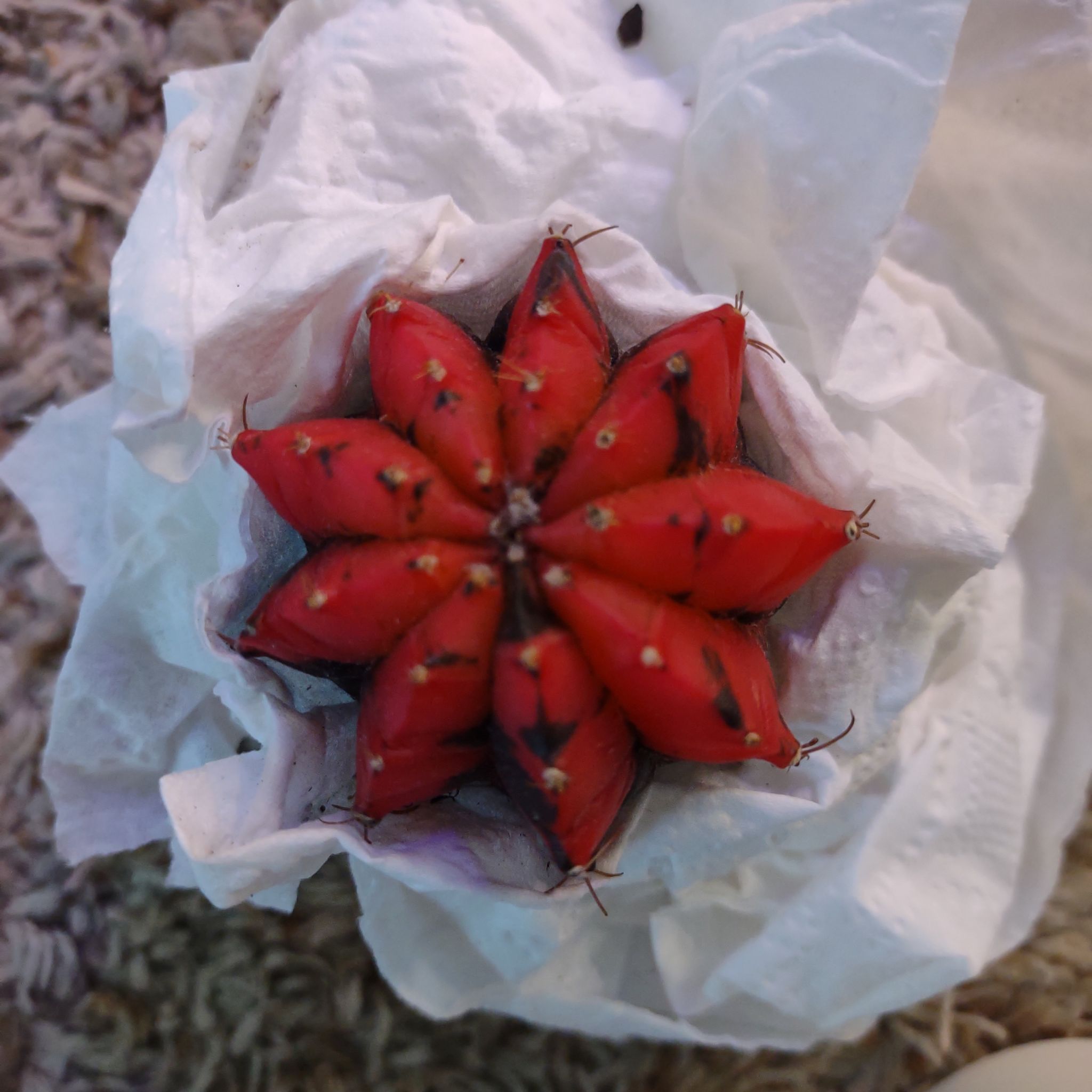 Photo of the plant species Assorted Gymnocalycium by @WittyAutumnsage named G28 Mexican Cherry on Greg, the plant care app