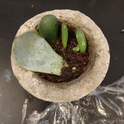 Photo of the plant species Propagaters by @WittyAutumnsage named Cleopatra on Greg, the plant care app