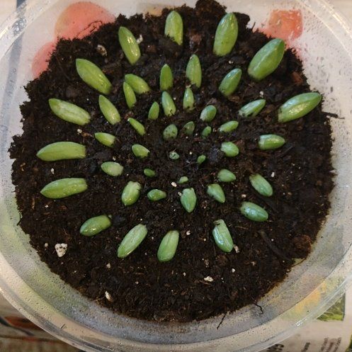 Photo of the plant species Propagaters by @WittyAutumnsage named Baesil on Greg, the plant care app