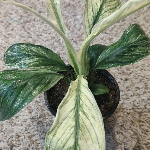 Photo of the plant species Spathiphyllum 'Jessica' by @WittyAutumnsage named Gaga on Greg, the plant care app