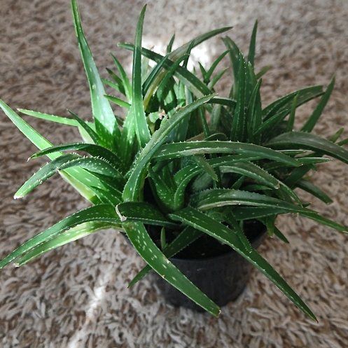 Photo of the plant species Aloe 'Lavender Star' by @WittyAutumnsage named Rosa on Greg, the plant care app