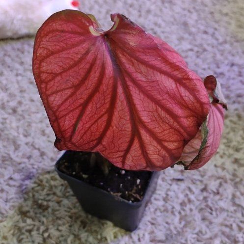 Photo of the plant species Desert Sunset Caladium by @WittyAutumnsage named Scarlett on Greg, the plant care app
