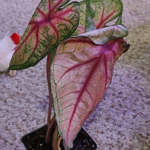 Photo of the plant species Caladium 'Fannie Munson' by @WittyAutumnsage named Sproutacus on Greg, the plant care app
