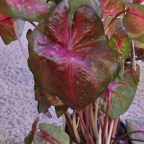 Photo of the plant species Red Flash Angel Wings by @WittyAutumnsage named Sage on Greg, the plant care app