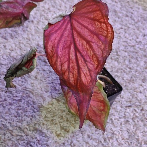 Photo of the plant species Puppy Love Caladium by @WittyAutumnsage named Forrest on Greg, the plant care app