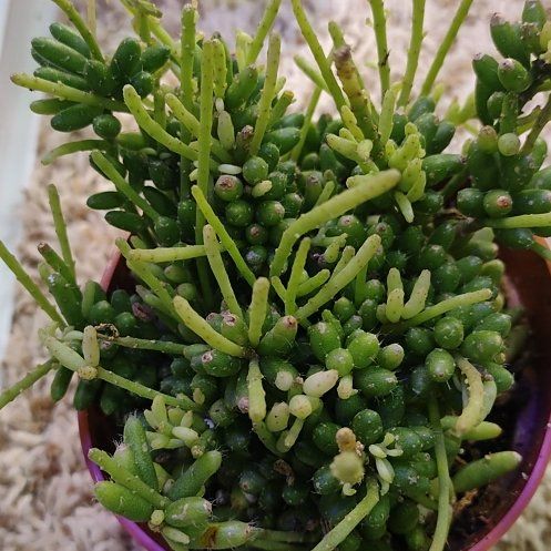 Photo of the plant species Copper Branch by @WittyAutumnsage named "Rhipsalis Baccifera" on Greg, the plant care app