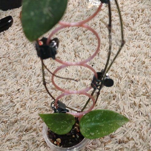 Photo of the plant species Hoya 'Memoria' by @WittyAutumnsage named Gomez on Greg, the plant care app