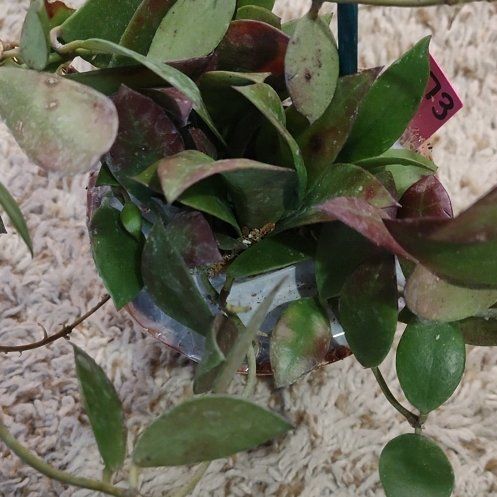 Photo of the plant species Hoya sipitangensis by @WittyAutumnsage named Lebron on Greg, the plant care app