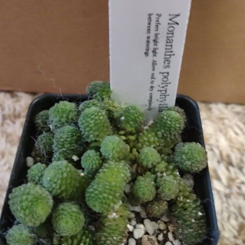 Photo of the plant species Monanthes polyphylla by @WittyAutumnsage named Denali on Greg, the plant care app