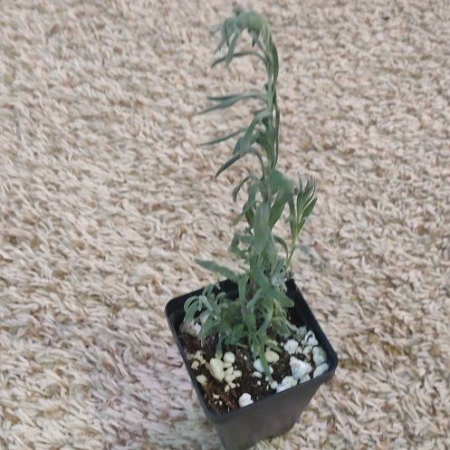 Photo of the plant species Hidcote Blue Lavender by @WittyAutumnsage named Lebron on Greg, the plant care app