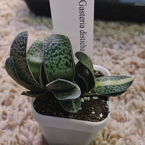 Photo of the plant species Variegated Great Karoo Ox Tongue by @WittyAutumnsage named Achilles on Greg, the plant care app
