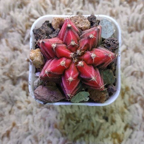 Photo of the plant species Gymnocalycium album by @WittyAutumnsage named Marilyn on Greg, the plant care app
