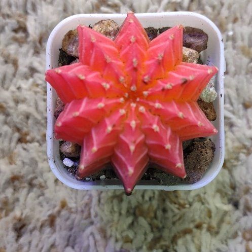 Photo of the plant species Assorted Gymnocalycium by @WittyAutumnsage named Foxxy on Greg, the plant care app
