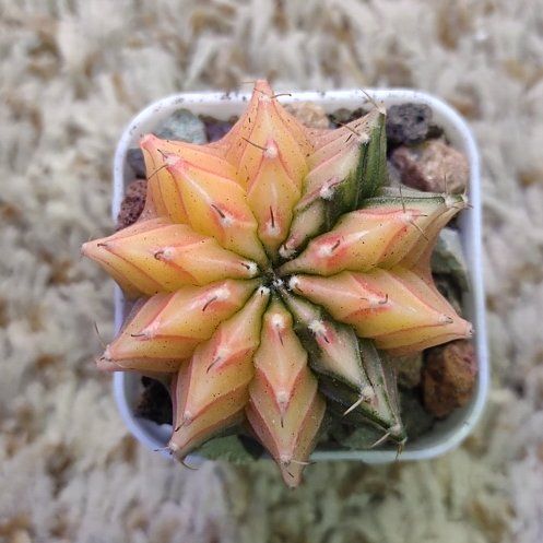 Photo of the plant species Assorted Gymnocalycium by @WittyAutumnsage named Mochi on Greg, the plant care app