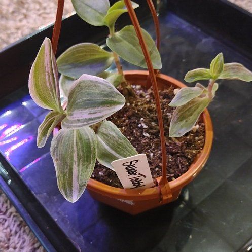 Photo of the plant species Tradescantia 'Sweet Tabby' by @WittyAutumnsage named Bodhi on Greg, the plant care app