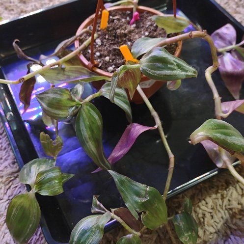 Photo of the plant species Tradescantia by @WittyAutumnsage named "Hicolor" on Greg, the plant care app