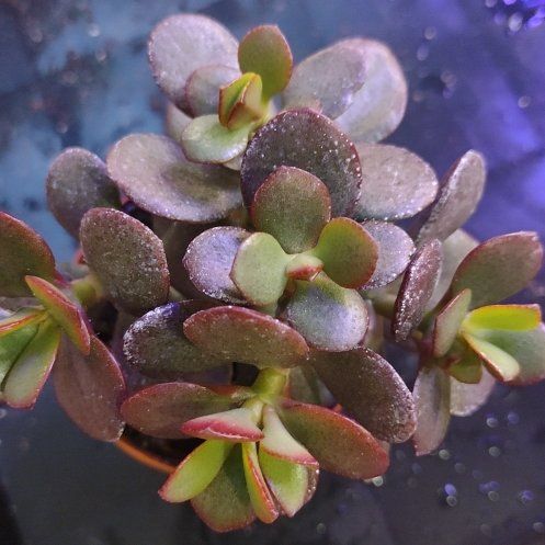 Plant care for Mini White Fittonia on Greg, the plant care app
