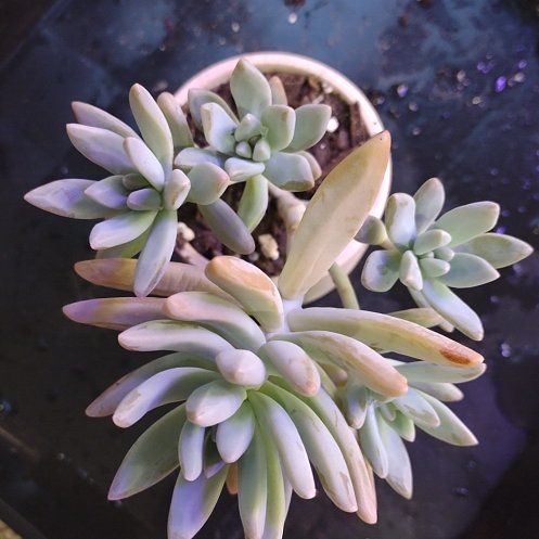 Photo of the plant species Graptosedum by @WittyAutumnsage named Kobe on Greg, the plant care app