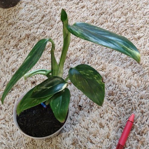 Photo of the plant species Monstera Standleyana 'Aurea Variegata' by @WittyAutumnsage named Daphne on Greg, the plant care app