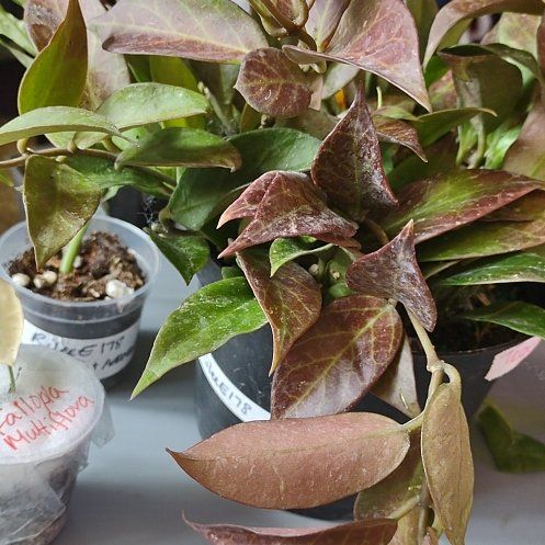 Photo of the plant species Tequila Sunrise Hoya by @WittyAutumnsage named Kesha on Greg, the plant care app
