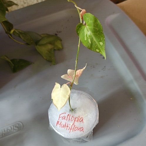 Photo of the plant species Tuber Fleeceflower by @WittyAutumnsage named 'Fallopia Multiflora' on Greg, the plant care app