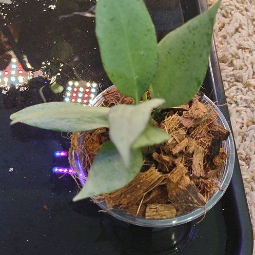 Photo of the plant species Hoya 'New Guinea Ghost' by @WittyAutumnsage named Keanu Leaves on Greg, the plant care app