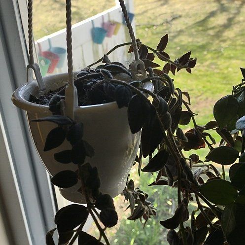 Photo of the plant species Goldfish Plant by @WittyAutumnsage named Gomez on Greg, the plant care app