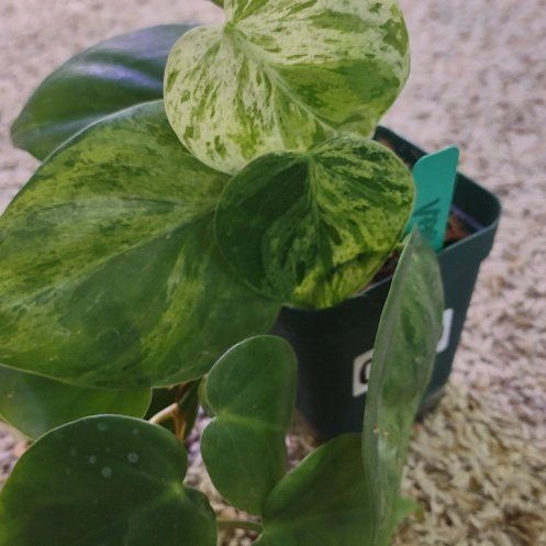 Photo of the plant species Variegated Heart-Leaf Philodendron by @WittyAutumnsage named Einstein on Greg, the plant care app